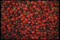 091066 Bing Cherries A4 Photo Print