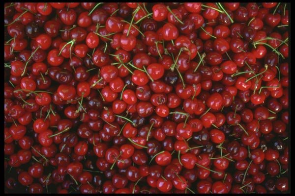091066 Bing Cherries A4 Photo Print