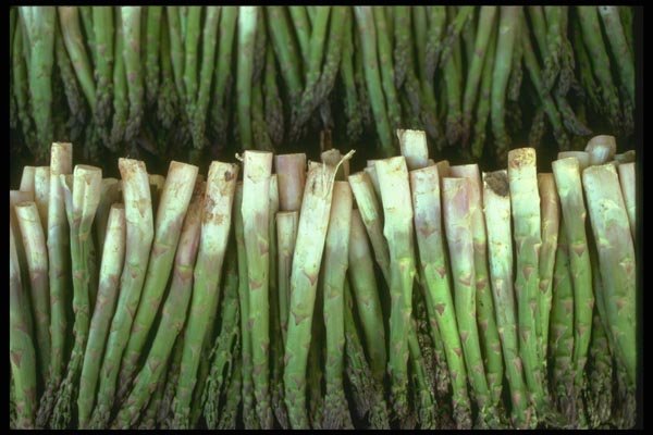 091067 Asparagus A4 Photo Print