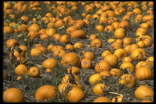 091068 Pumpkin Patch, San Mateo County, California A4 Photo Print