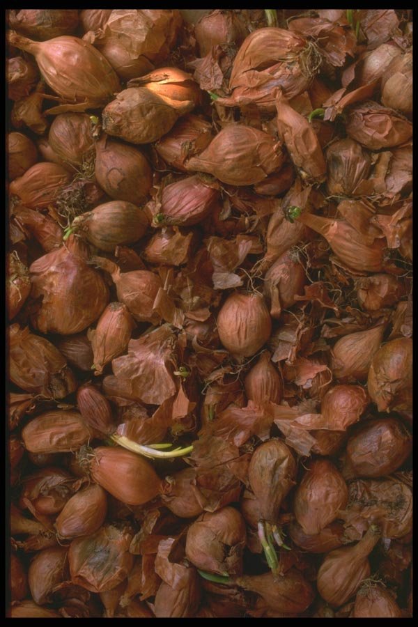 091069 Shallots A4 Photo Print