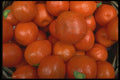 091070 Mandarin Oranges A4 Photo Print
