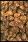 091071 Taro Root A4 Photo Print
