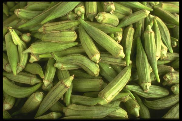091073 Okra A4 Photo Print