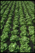 091074 Lettuce, Amiens, France A4 Photo Print