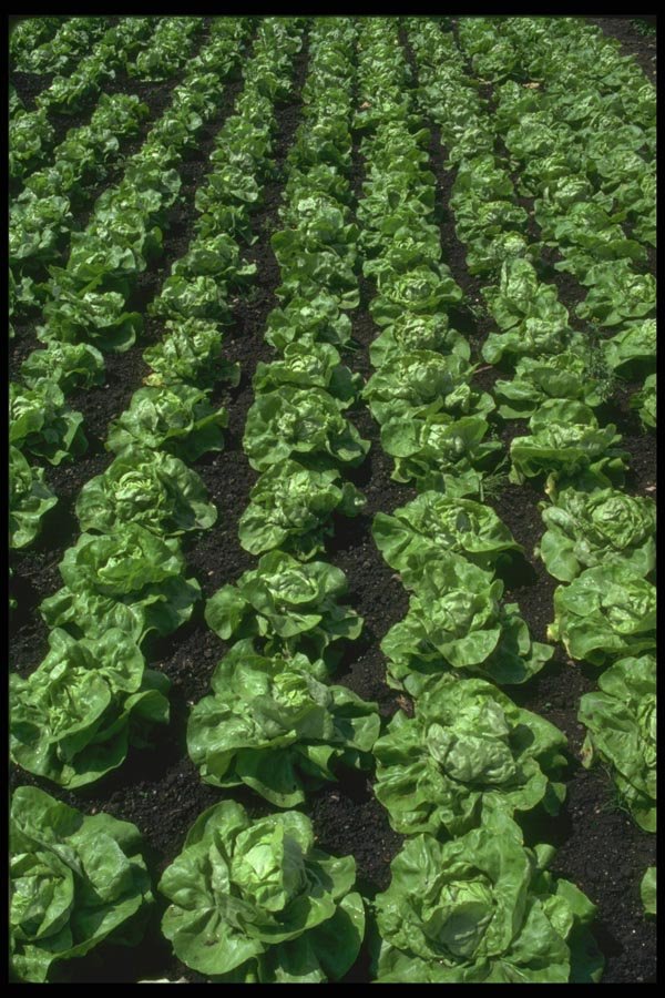 091074 Lettuce, Amiens, France A4 Photo Print