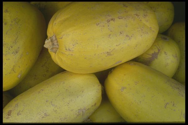 091075 Spaghetti Squash A4 Photo Print
