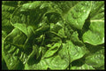 091077 Romaine Lettuce A4 Photo Print