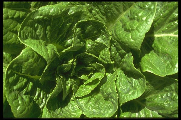 091077 Romaine Lettuce A4 Photo Print