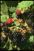 091079 Black Berries A4 Photo Print