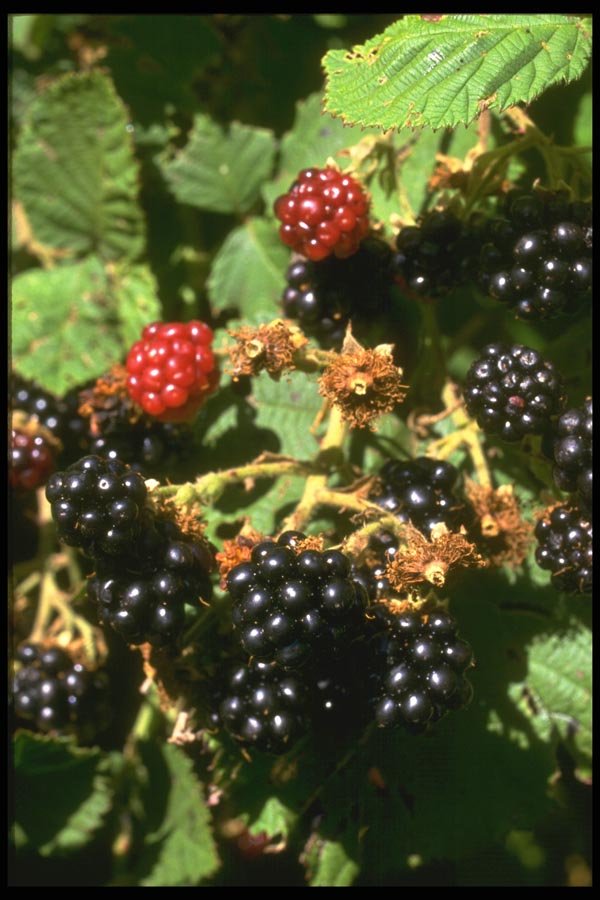 091079 Black Berries A4 Photo Print