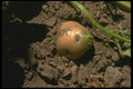 091080 Potato A4 Photo Print