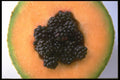 091081 Cantaloupe And Blackberries A4 Photo Print