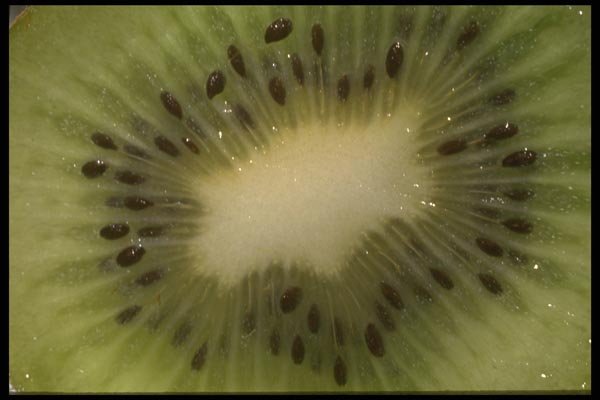 091082 Kiwi Fruit A4 Photo Print