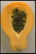 091083 Papaya A4 Photo Print