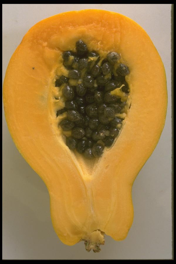 091083 Papaya A4 Photo Print