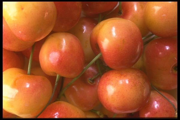 091084 Queen Anne Cherries A4 Photo Print