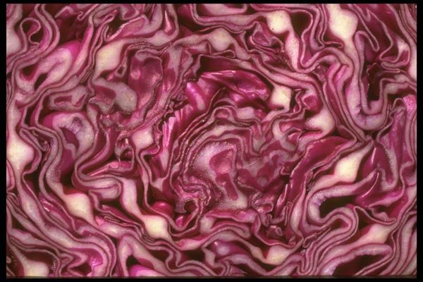 091085 Red Cabbage A4 Photo Print