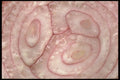091086 Red Onion A4 Photo Print