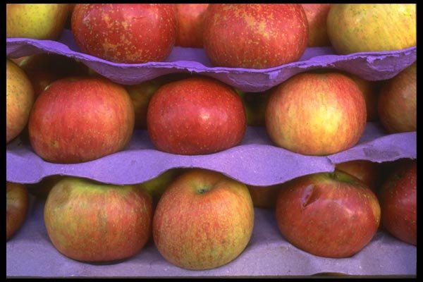 091087 Fuji Apples A4 Photo Print