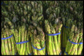 091090 Asparagus A4 Photo Print