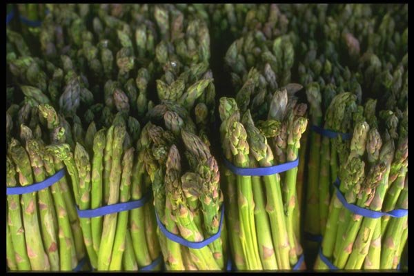 091090 Asparagus A4 Photo Print
