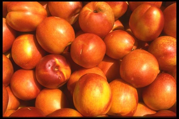 091091 Nectarines A4 Photo Print