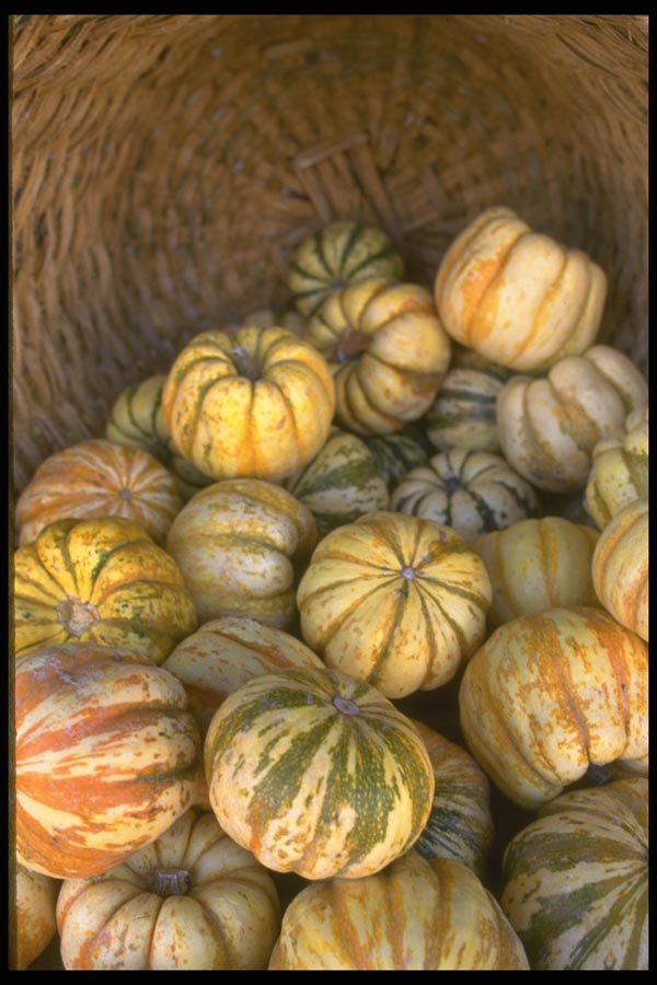 091092 Pumpkin Squash A4 Photo Print
