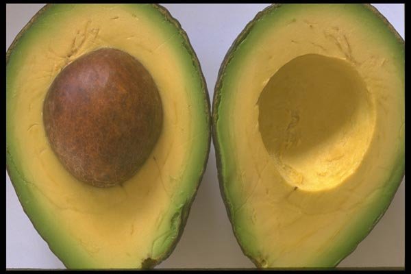 091093 Avocado A4 Photo Print