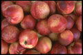 091094 Babcock Peaches A4 Photo Print