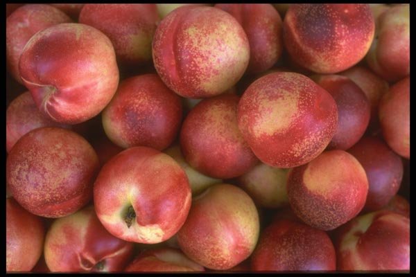 091094 Babcock Peaches A4 Photo Print
