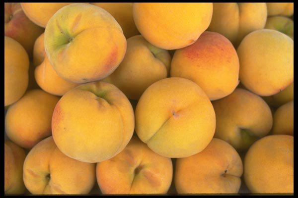 091095 White Peaches A4 Photo Print