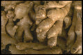 091096 Ginger Root A4 Photo Print