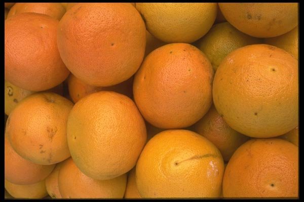 091098 Pink Grapefruit A4 Photo Print