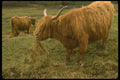 092030 Crianlarich, Highland Cattle A4 Photo Print