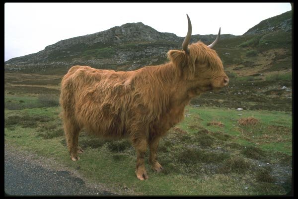 092031 Highland Cattle A4 Photo Print