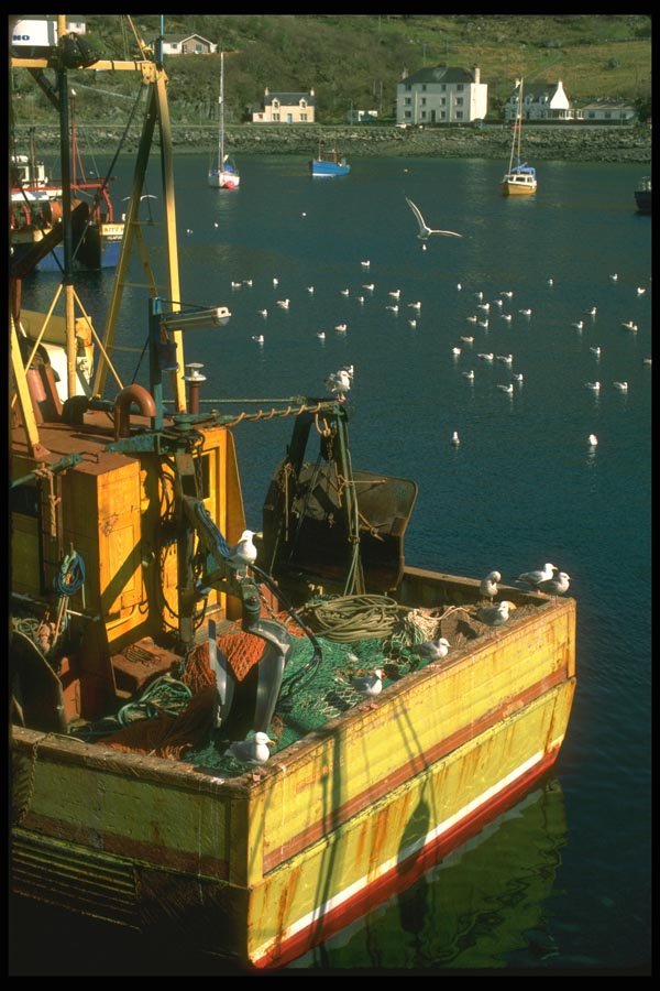 092051 Mallaig Harbor A4 Photo Print