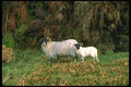 092057 Isle Of Arran, Lochranza A4 Photo Print