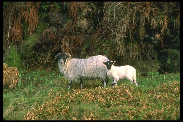 092057 Isle Of Arran, Lochranza A4 Photo Print