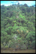 093004 Lone Canoeist Paddling Beside Bank Of The Amazon A4 Photo Print