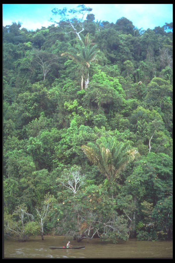 093004 Lone Canoeist Paddling Beside Bank Of The Amazon A4 Photo Print