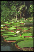 093012 Giant Water Lilies A4 Photo Print