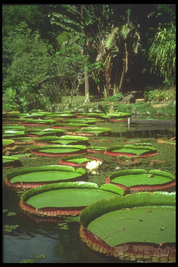 093012 Giant Water Lilies A4 Photo Print