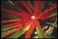 093020 Wild Pineapple Plant Near Pantanal A4 Photo Print