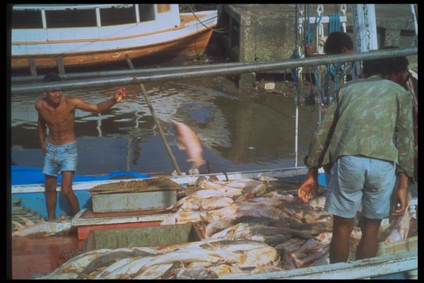 093021 Fishermen Unloading Catch In Belem, The Mouth Of The Amazon A4 Photo Print