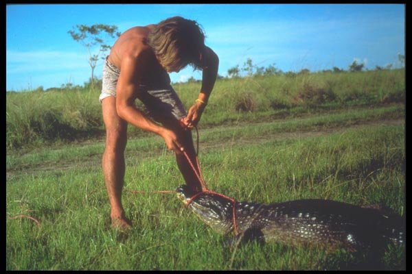 093023 Pantanal Guide Trapping A Jacare (South American Caiman) A4 Photo Print