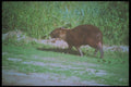 093025 Capybara (World's Largest Rodent) In Pantanal Savanna A4 Photo Print