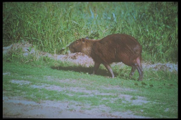 093025 Capybara (World's Largest Rodent) In Pantanal Savanna A4 Photo Print