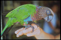 093026 Parrot Posing For Camera In Boa Vista A4 Photo Print