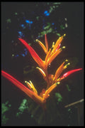 093034 Strip Of Thin Orchids In A Pantanal Forest A4 Photo Print